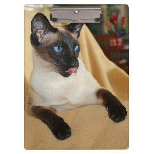 それを舐めているこっけいなシールポイントシャム猫は鼻です クリップボード