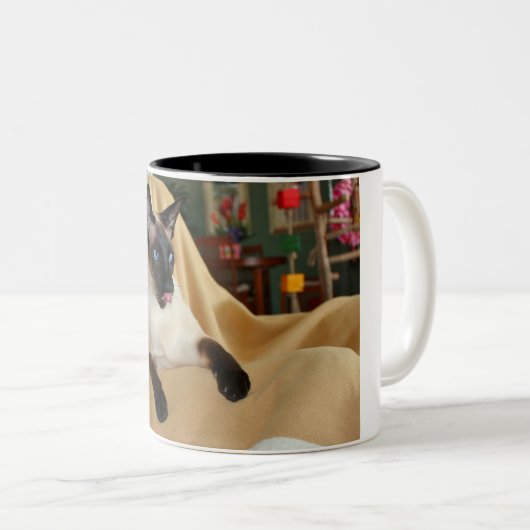 それを舐めているこっけいなシールポイントシャム猫は鼻です ツートーンマグカップ (正面右)