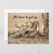 そろそろ文字でライオンの写真を撮る時間だ ポストカード (正面/裏面)