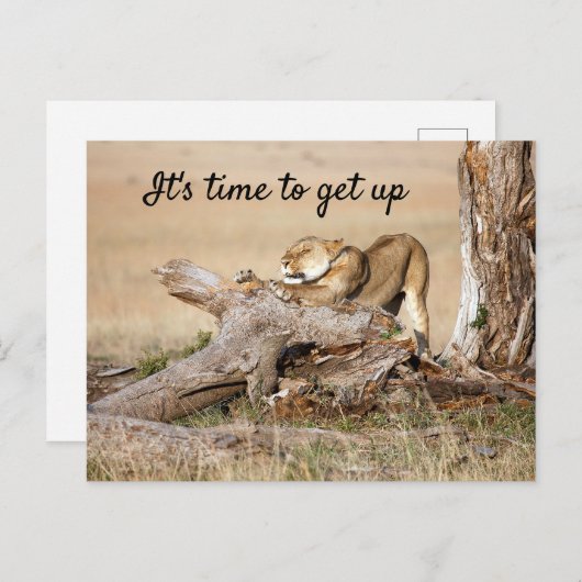 そろそろ文字でライオンの写真を撮る時間だ ポストカード (正面/裏面)
