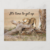 そろそろ文字でライオンの写真を撮る時間だ ポストカード (正面)