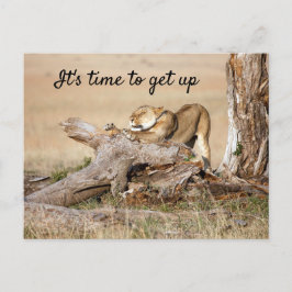 そろそろ文字でライオンの写真を撮る時間だ ポストカード