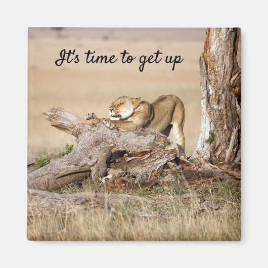 そろそろ文字でライオンの写真を撮る時間だ マグネット (正面)