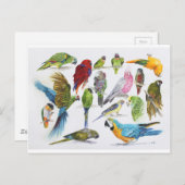 たくさんのプレゼントに沢山のパロット ポストカード (正面/裏面)