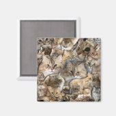 たくさんのミニキャッツ マグネット (正面/裏面)