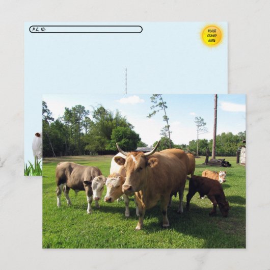 たくさんの牛と数頭の小さな雄牛 Postcrossing ポストカード (正面/裏面)
