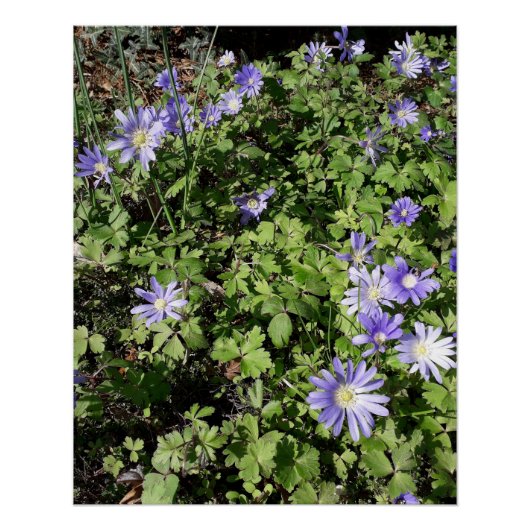 たくさんの花 ポスター (正面)