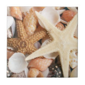 たくさんの貝殻 タイル (正面)