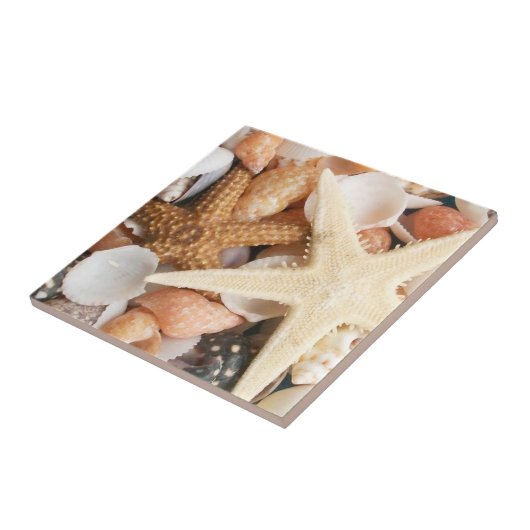 たくさんの貝殻 タイル (側面)