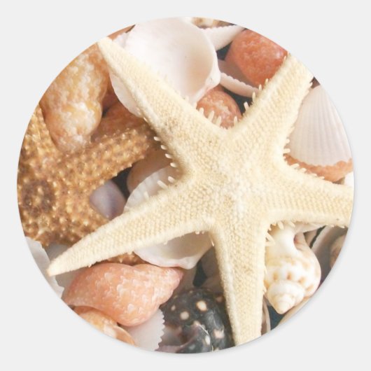 たくさんの貝殻 ラウンドシール (正面)