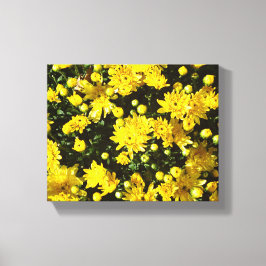 たくさんの黄色い梅 キャンバスプリント