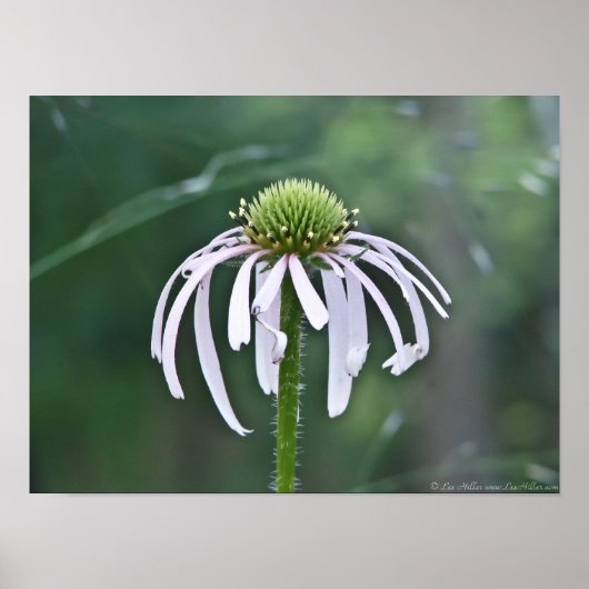 たそがれのポスターの美しいドームの花 ポスター (正面)