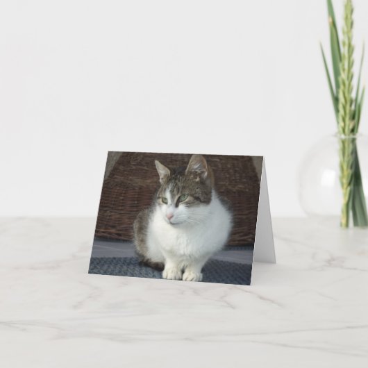 ただの猫と子猫 - 無地のカード 案内状 (正面)