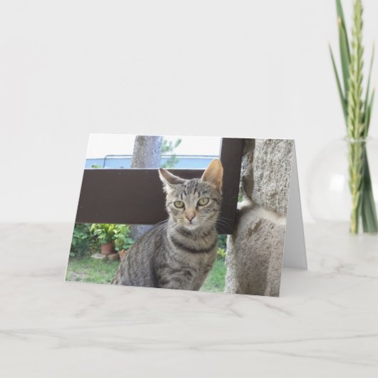 ただの猫と子猫 - 無地のカード 案内状 (正面)