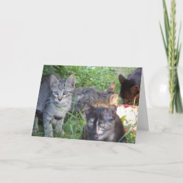 ただの猫と子猫 - 無地のカード 案内状