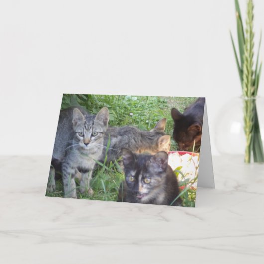 ただの猫と子猫 - 無地のカード 案内状 (正面)