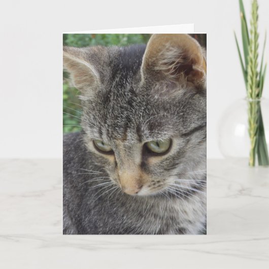 ただの猫と子猫 - 無地のカード 案内状 (正面)