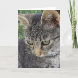 ただの猫と子猫 - 無地のカード 案内状
