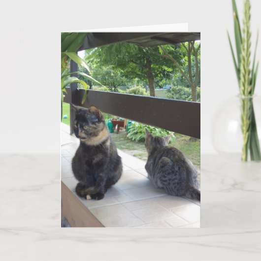 ただの猫と子猫 - 無地のカード 案内状 (正面)
