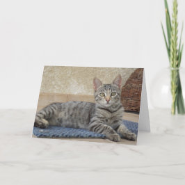 ただの猫と子猫 - 無地のカード 案内状