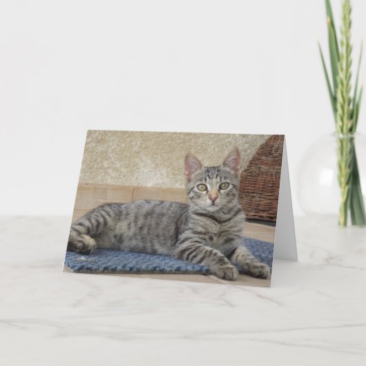 ただの猫と子猫 - 無地のカード 案内状 (正面)