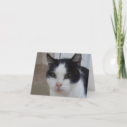 ただの猫と子猫 - 無地のカード 案内状 (正面)