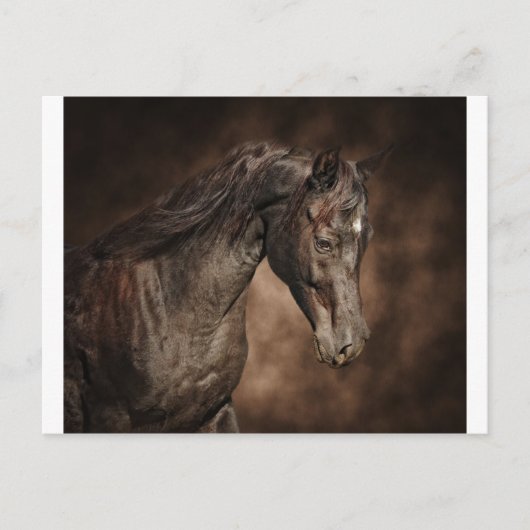 たった一人の牡馬 ポストカード (正面)