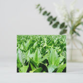 たばこ畑 ポストカード (スタンド正面)