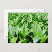 たばこ畑 ポストカード (正面/裏面)