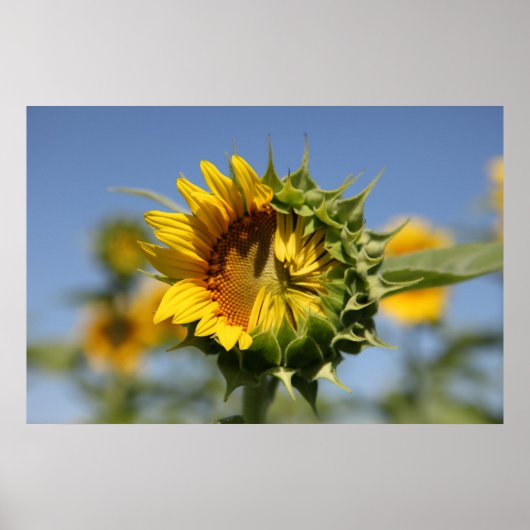 ためらっている ポスター (正面)