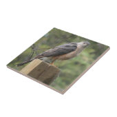 たる製造人のタカのタイル タイル (側面)