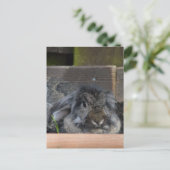 たれ耳のウサギ ポストカード (スタンド正面)