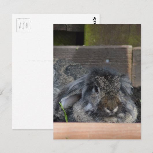 たれ耳のウサギ ポストカード (正面/裏面)