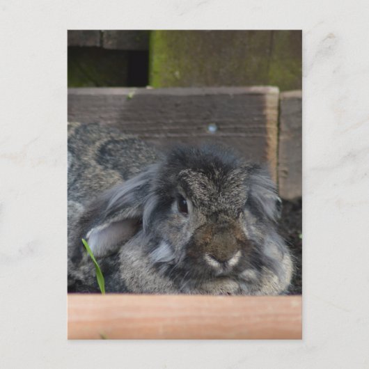 たれ耳のウサギ ポストカード (正面)