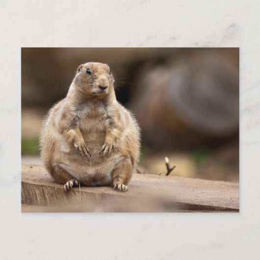 だから体重が少し足りない ポストカード (正面)