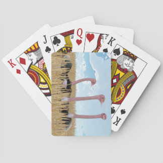 だちょうのトランプ トランプ