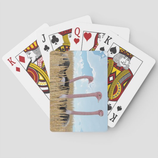 だちょうのトランプ トランプ (裏面)