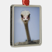 だちょうの頭部の上で閉めて下さい メタルオーナメント (右)