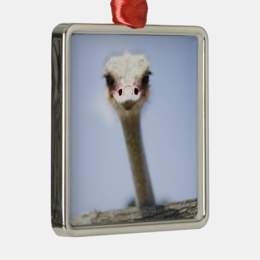 だちょうの頭部の上で閉めて下さい メタルオーナメント (右)