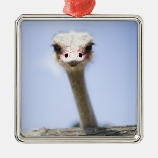 だちょうの頭部の上で閉めて下さい メタルオーナメント (正面)