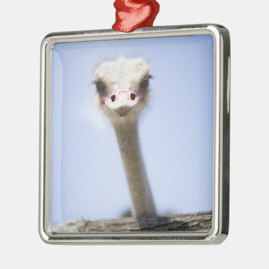 だちょうの頭部の上で閉めて下さい メタルオーナメント (左)