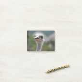 だちょうの鳥 ポストイット (デスク上)