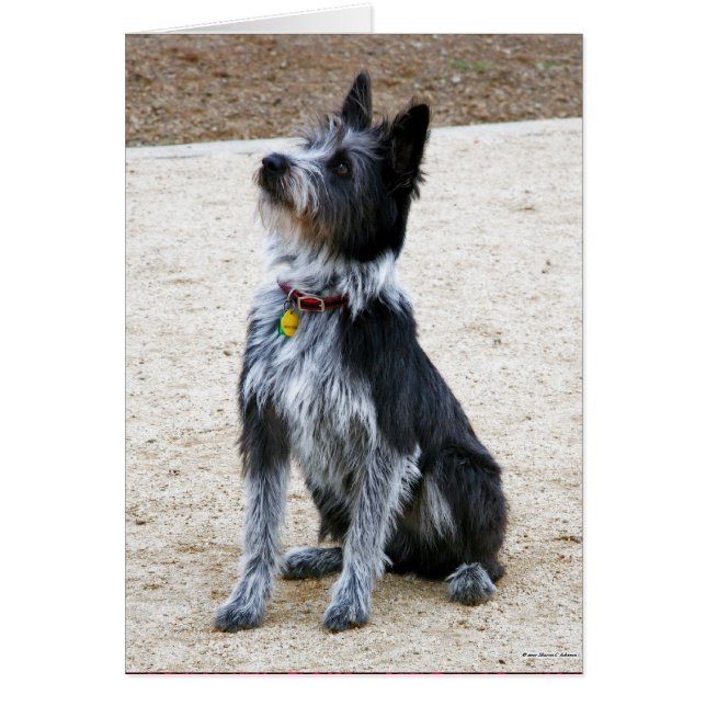 だらしない犬 (正面)