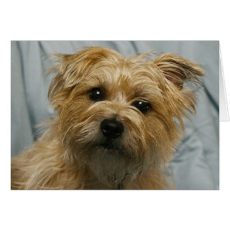 だらしない耳付つきテリアカード