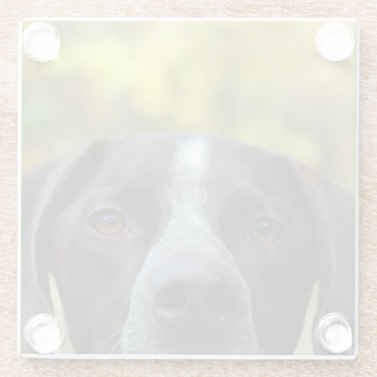 だれDat犬か ガラスコースター (裏面)