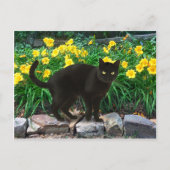 「ちいさなクマ」のはがき ポストカード (正面)