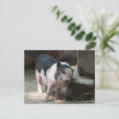 ちょうどいい場所の子豚 ポストカード (スタンド正面)