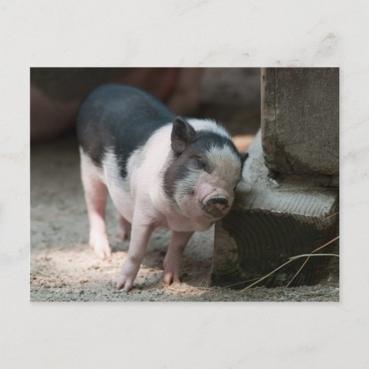 ちょうどいい場所の子豚 ポストカード (正面)