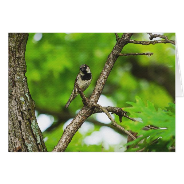 ちょうど座っのまわりにて (正面横)