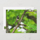 ちょうど座っのまわりにて ポストカード (正面/裏面)